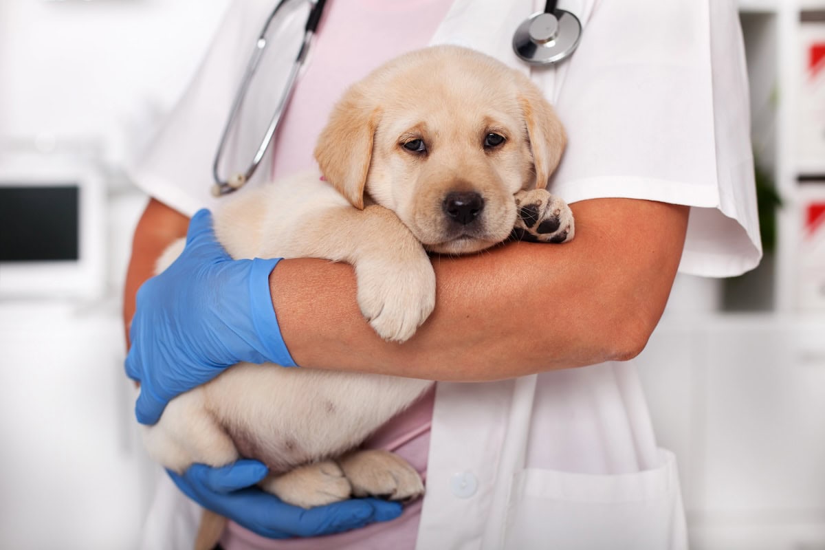 Pet Vaccine Schedule: When and Why Canine Want Their Photographs